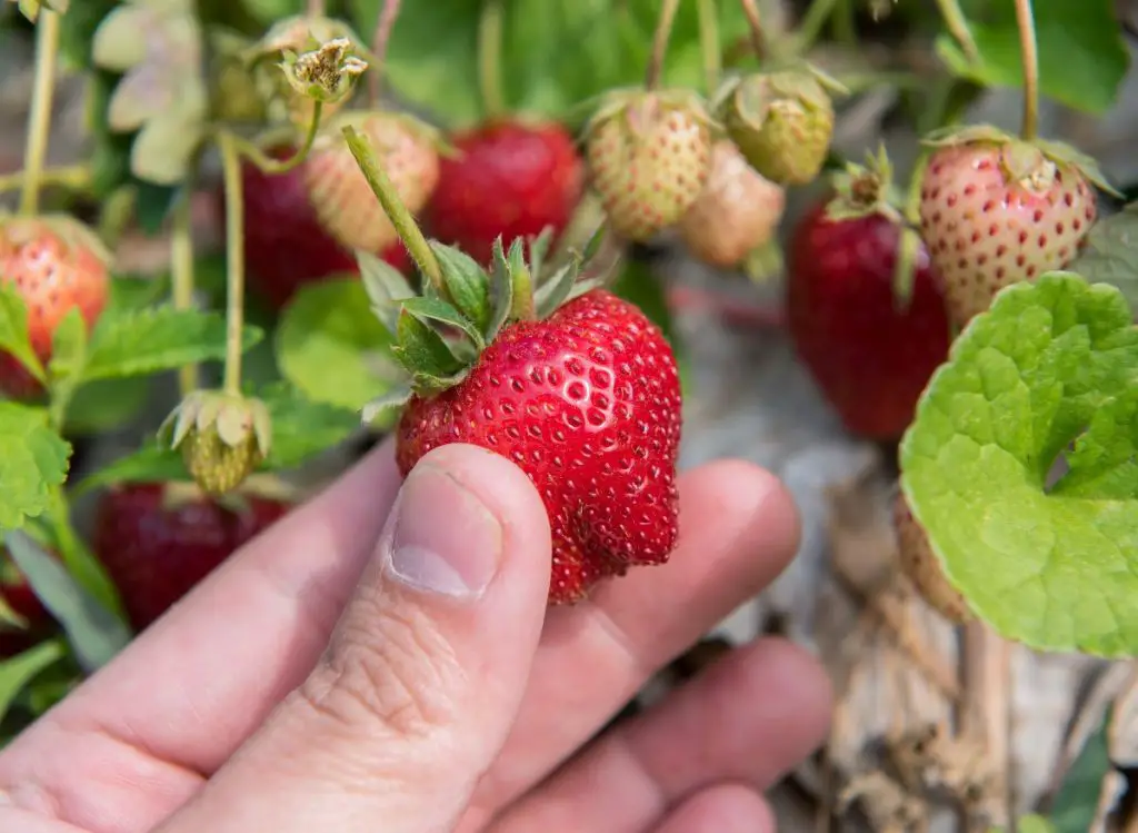 How to Get Rid of Worms on Strawberry Plants