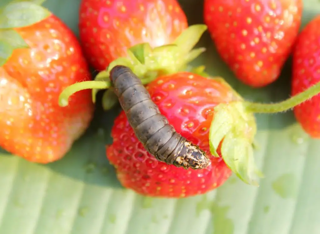 How to Get Rid of Worms on Strawberry Plants