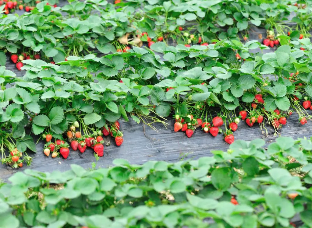 How to Get Rid of Worms on Strawberry Plants