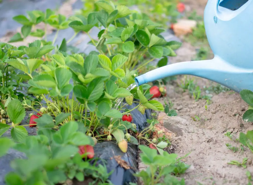 How to Get Spiders Out of Strawberry Plants