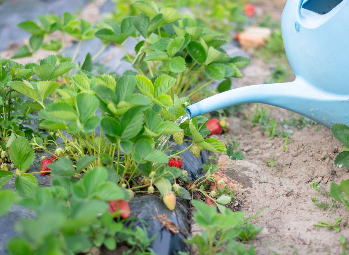 how-to-get-spiders-out-of-strawberry-plants-here-s-how-to-do-it