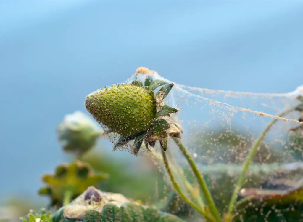 How to Get Spiders Out of Strawberry Plants