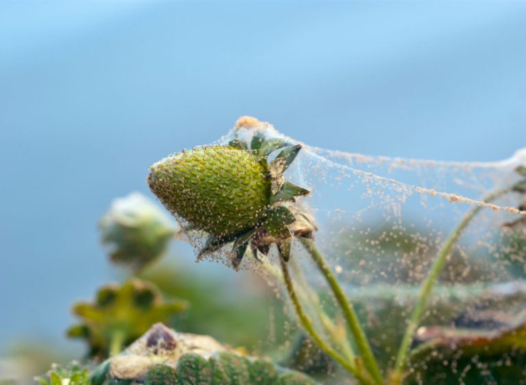 how-to-get-spiders-out-of-strawberry-plants-here-s-how-to-do-it