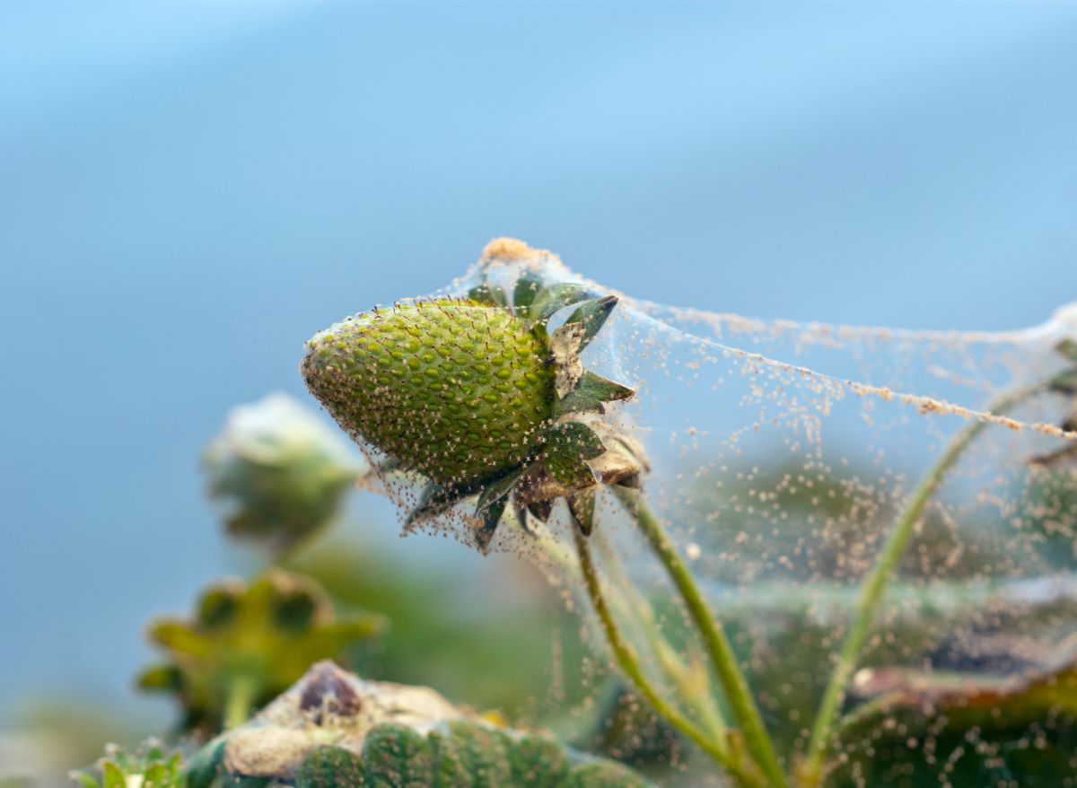 How To Get Spiders Out Of Strawberry Plants Here’s How To Do It