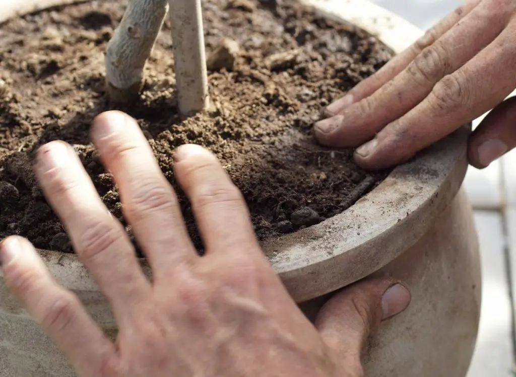 How to Grow Olive Trees Indoors Successfully