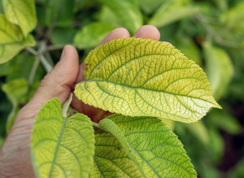 How to Identify Iron Deficiency Symptoms in Plants