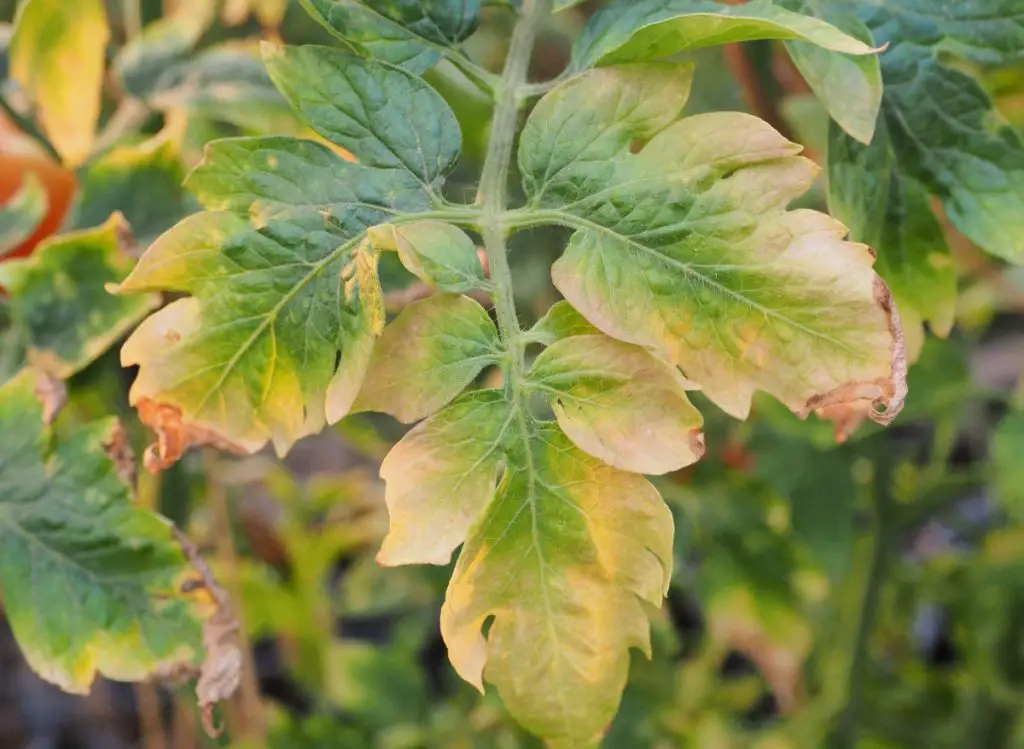 How to Identify Iron Deficiency Symptoms in Plants