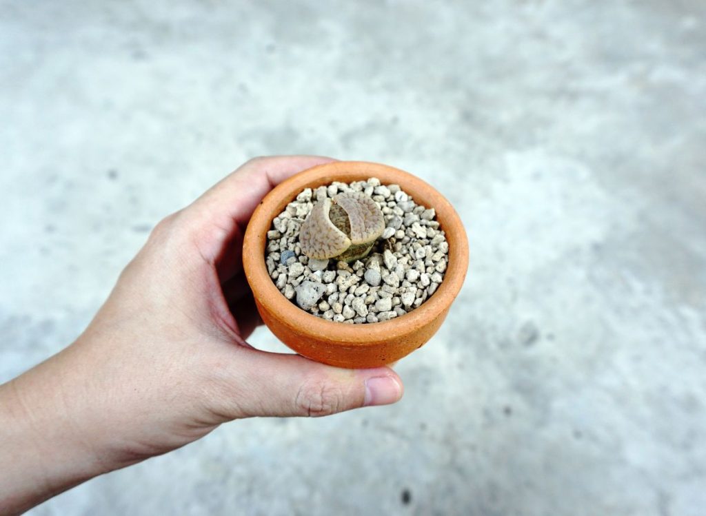 How to Know if Lithops are Splitting