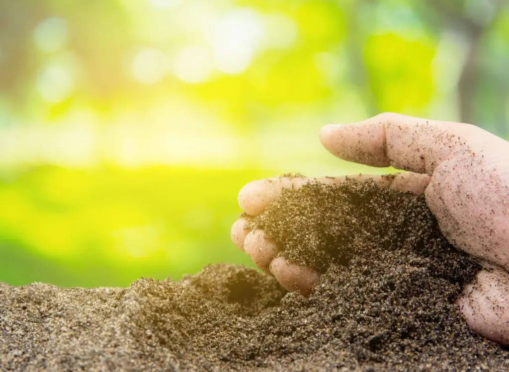 How to Reduce Iron in Soil