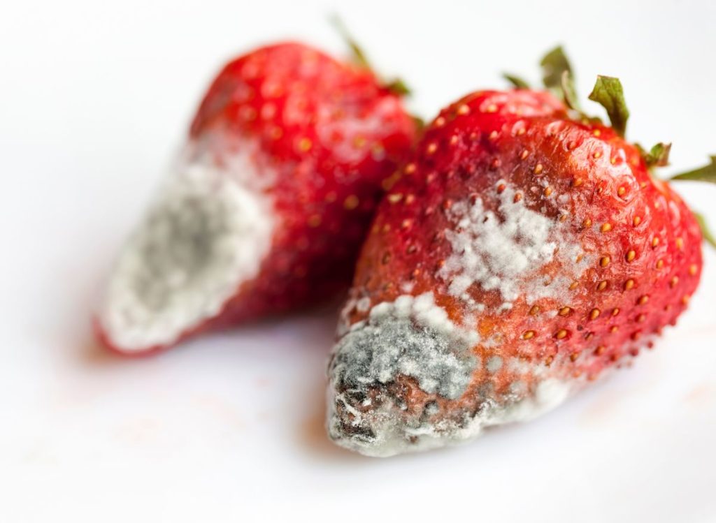Identifying and Treating Common Pests and Diseases for Strawberry Plants