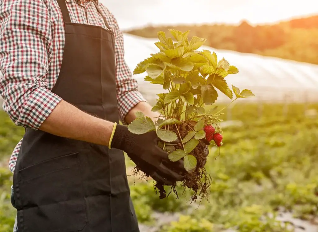 Identifying and Treating Common Pests and Diseases for Strawberry Plants