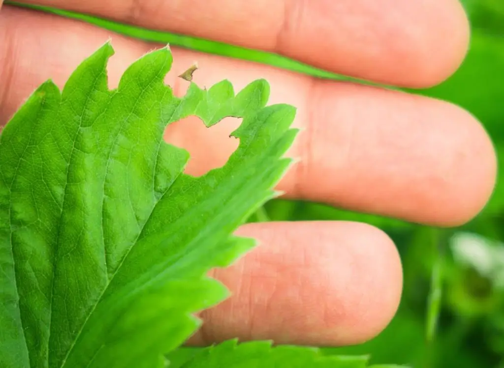 Identifying and Treating Common Pests and Diseases for Strawberry Plants