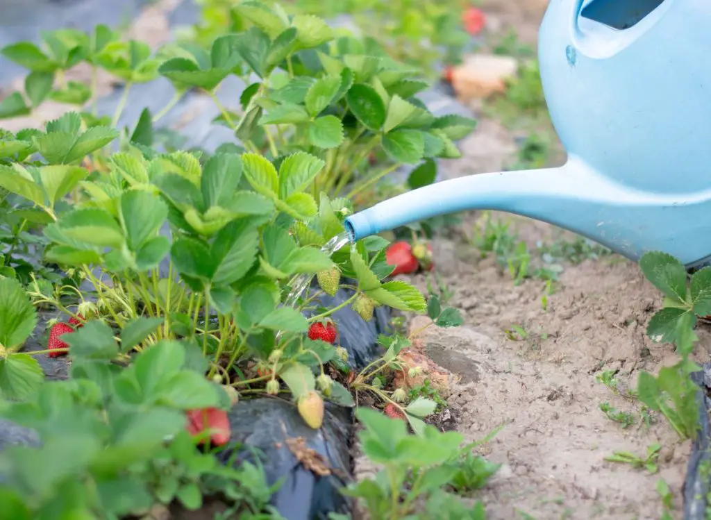 Identifying and Treating Common Pests and Diseases for Strawberry Plants