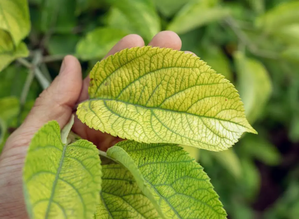 Iron Deficiency in Plants