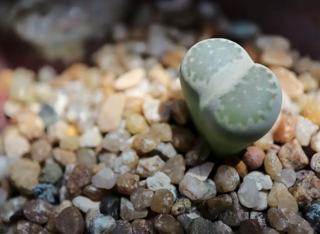 Lithops Growth Cycle