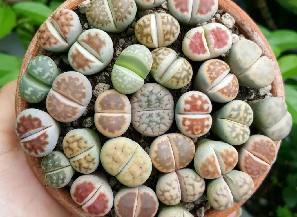 Lithops Growth Cycle