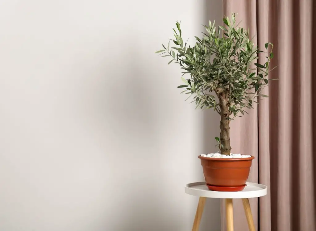 Olive Trees that You Can Grow Indoors with Ease