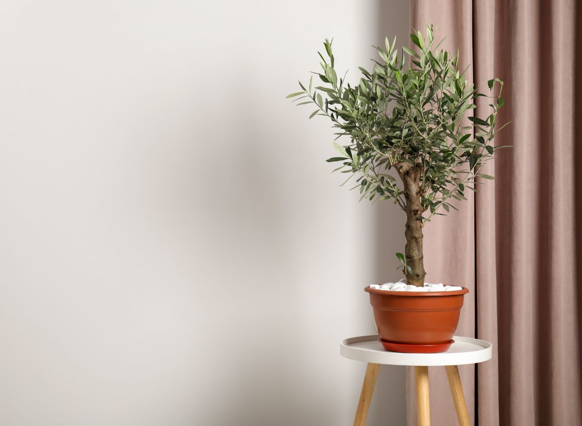 The Top Olive Trees That You Can Grow Indoors With Ease! Plants Heaven