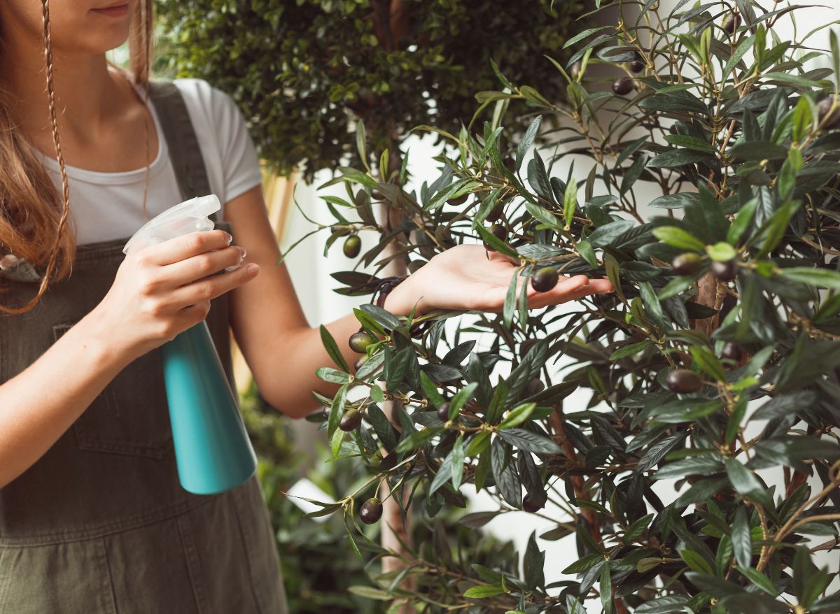 The Arbequina Olive Tree A Flourishing Indoor Plant Plants Heaven