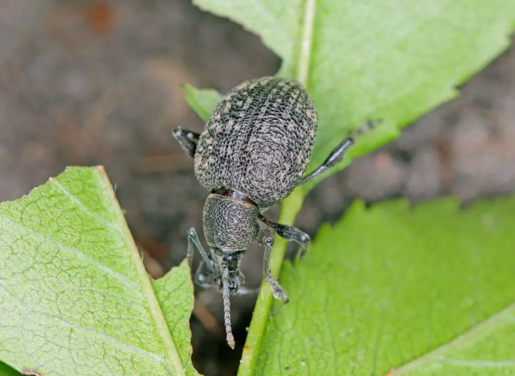 Types of Worms in Potted Plants