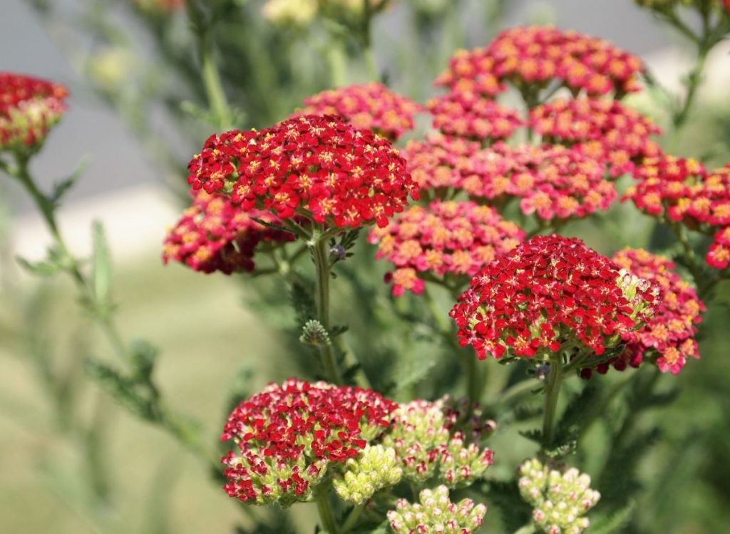 What Not to Plant with Yarrow