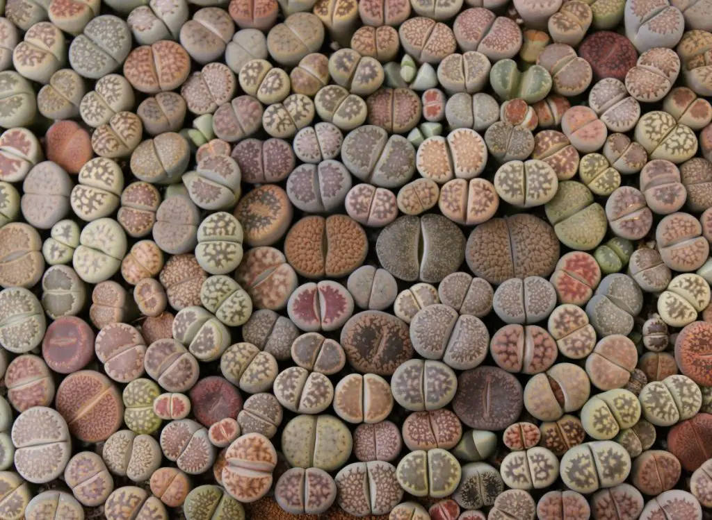 When Do Lithops Split: