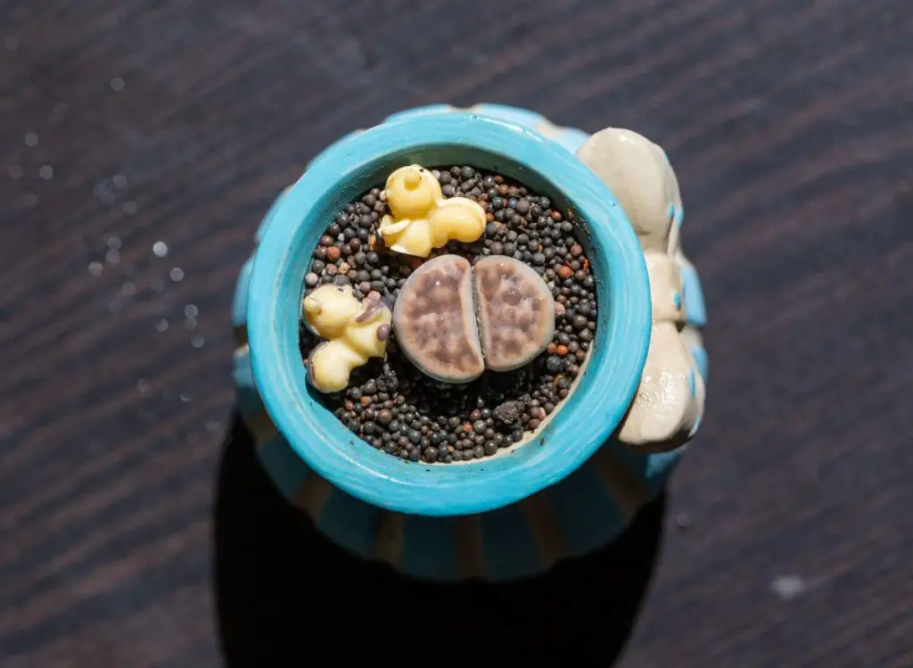 When do Lithops Flower