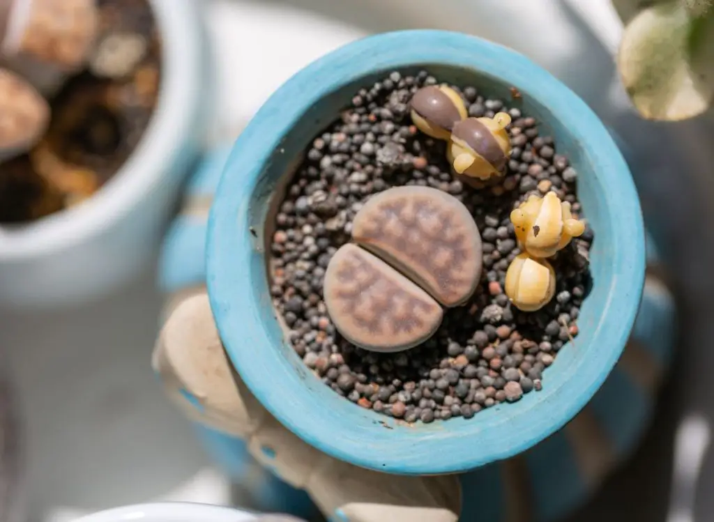 When do Lithops Flower