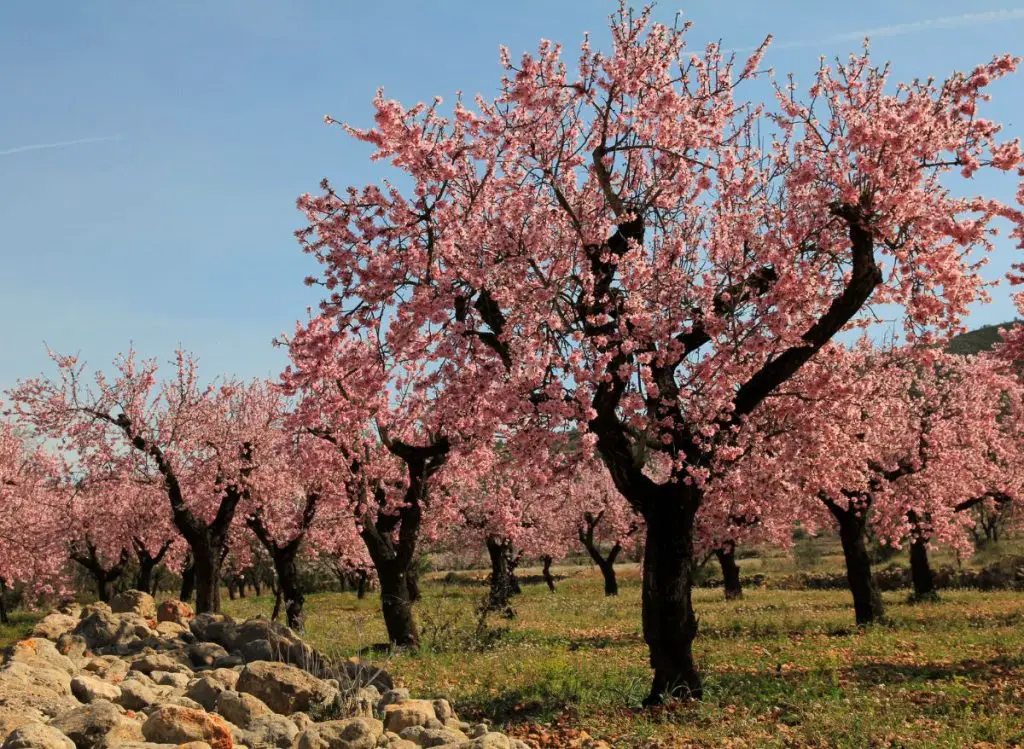 Almond Trees (Prunus dulcis)