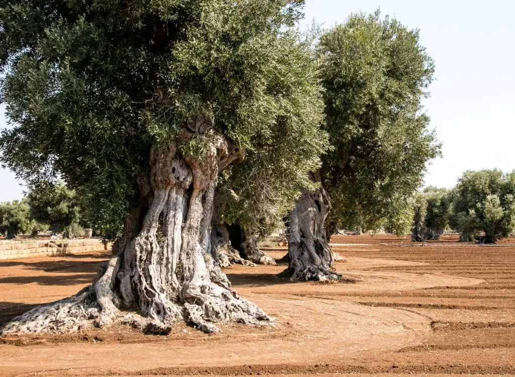 Are Fruitless Olive Tree Roots Invasive
