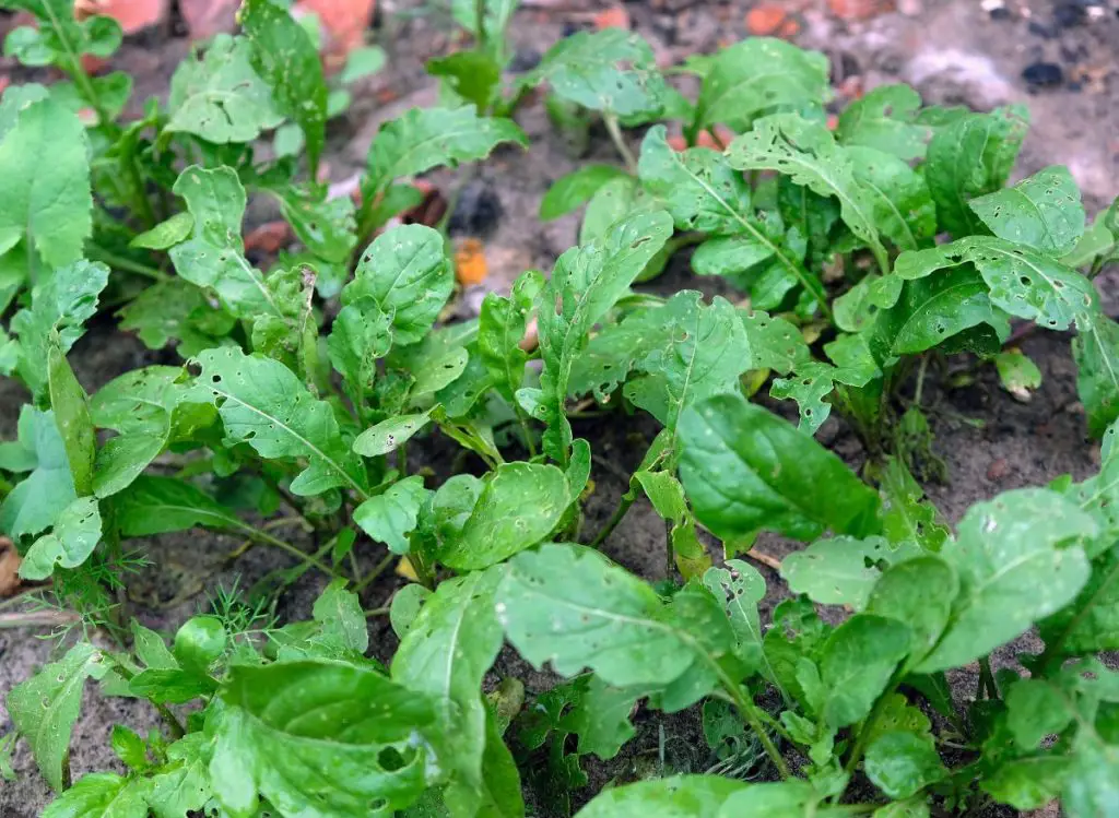 Best Vegetables You Can Grow in the Shade in Texas