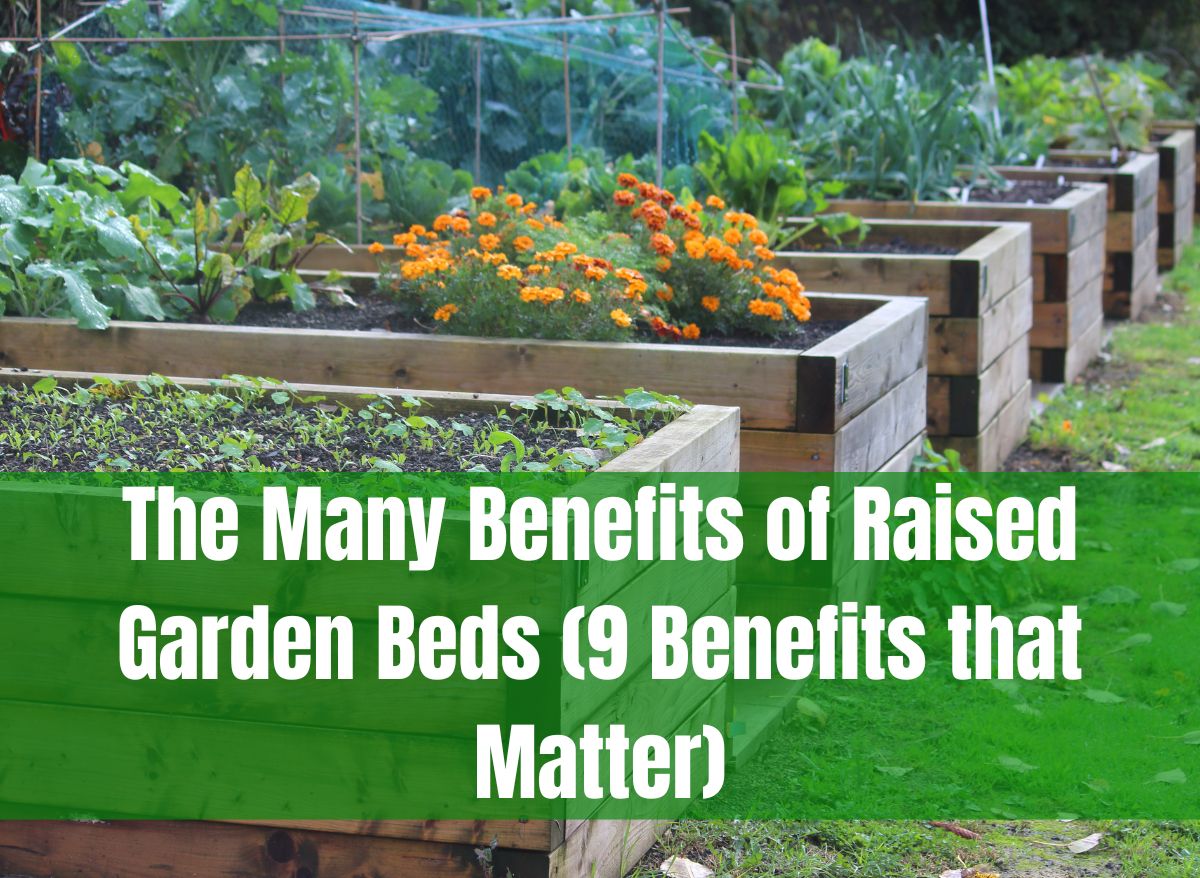 The Many Benefits Of Raised Garden Beds (9 Benefits That Matter