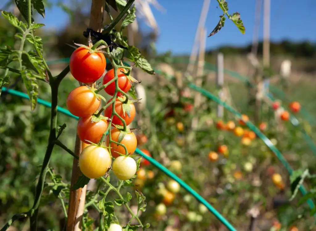 Cherry Tomato Sun Requirements