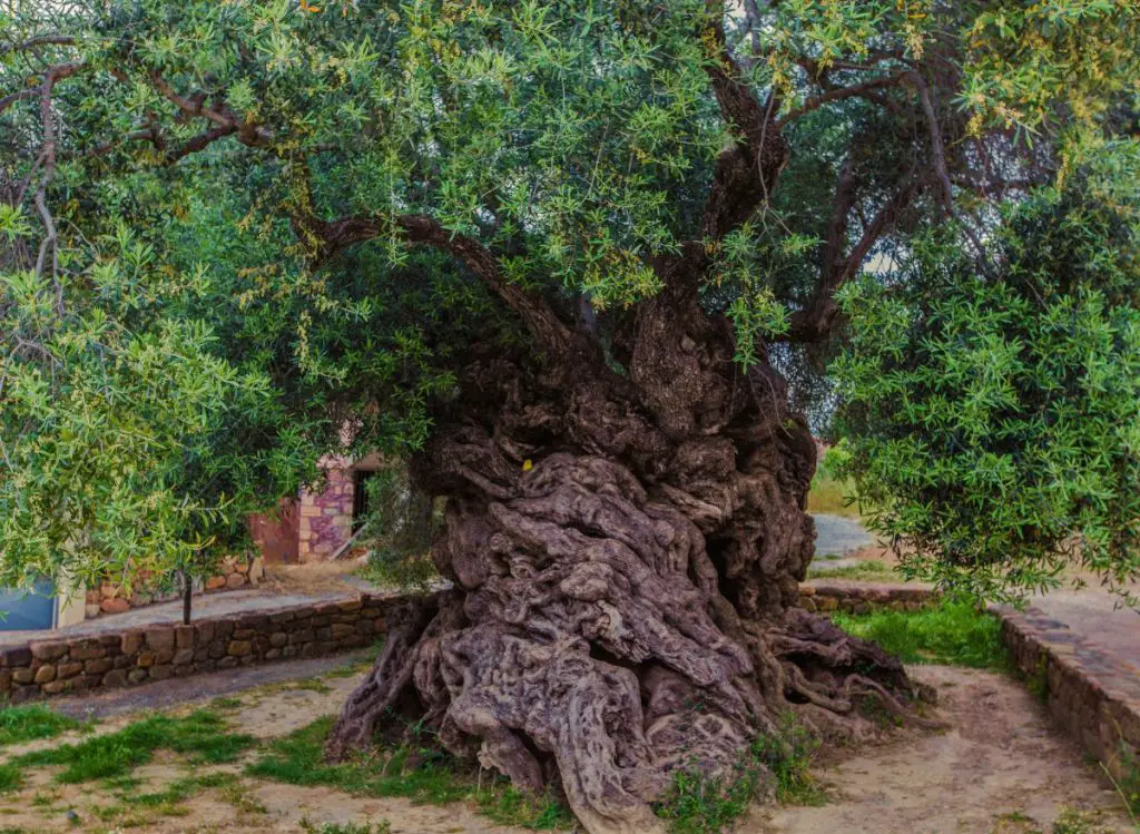 Do Olive Tree Roots Cause Damage