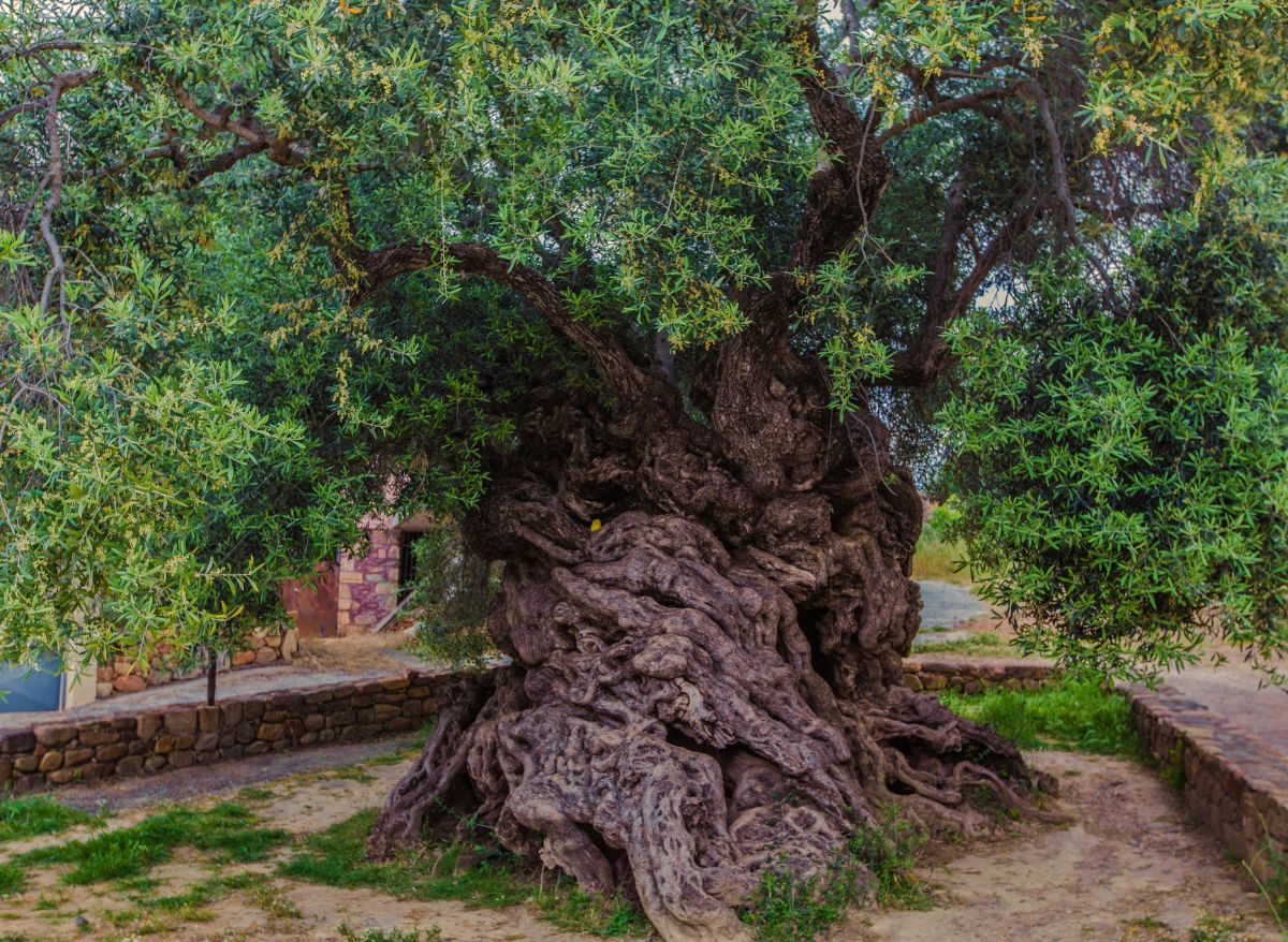 Do Olive Tree Roots Cause Damage? (Let’s Find Out!) Plants Heaven
