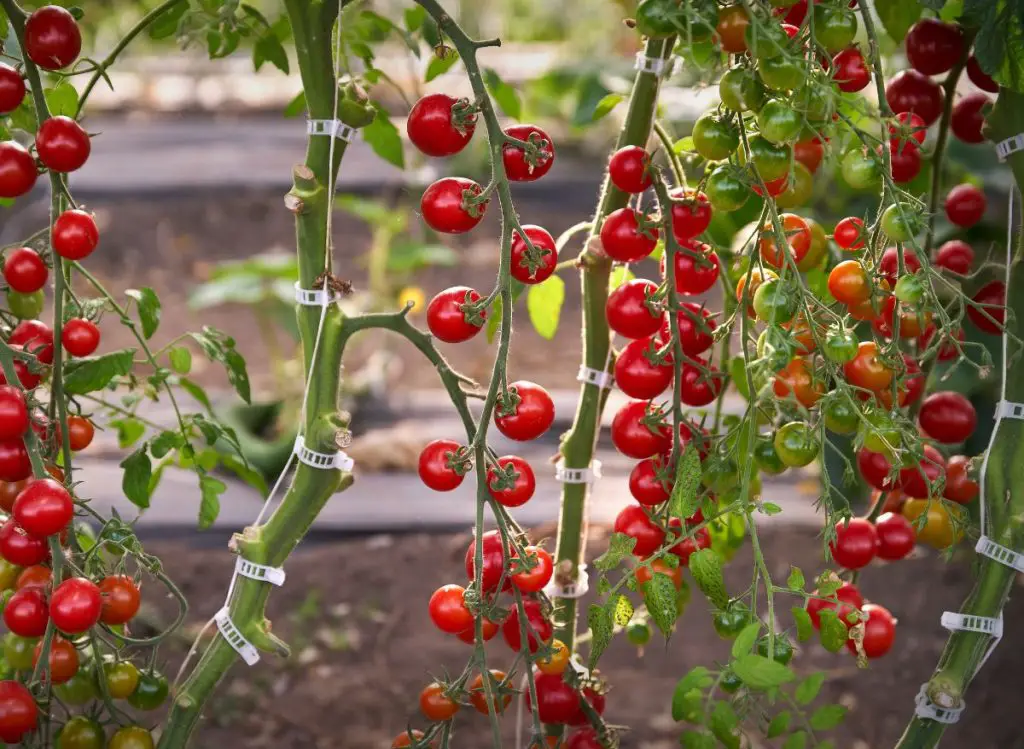 Growing Cherry Tomatoes in the Shade