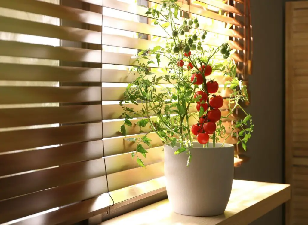 Growing Cherry Tomatoes in the Shade