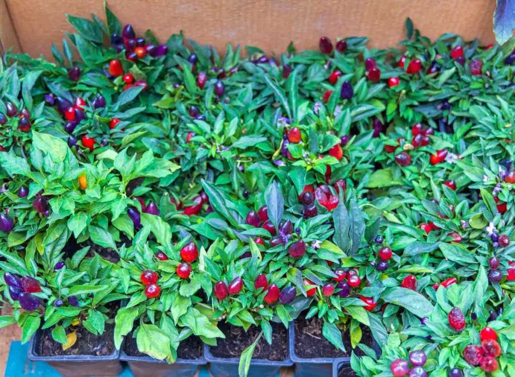 How Much Water Do Pepper Plants Need