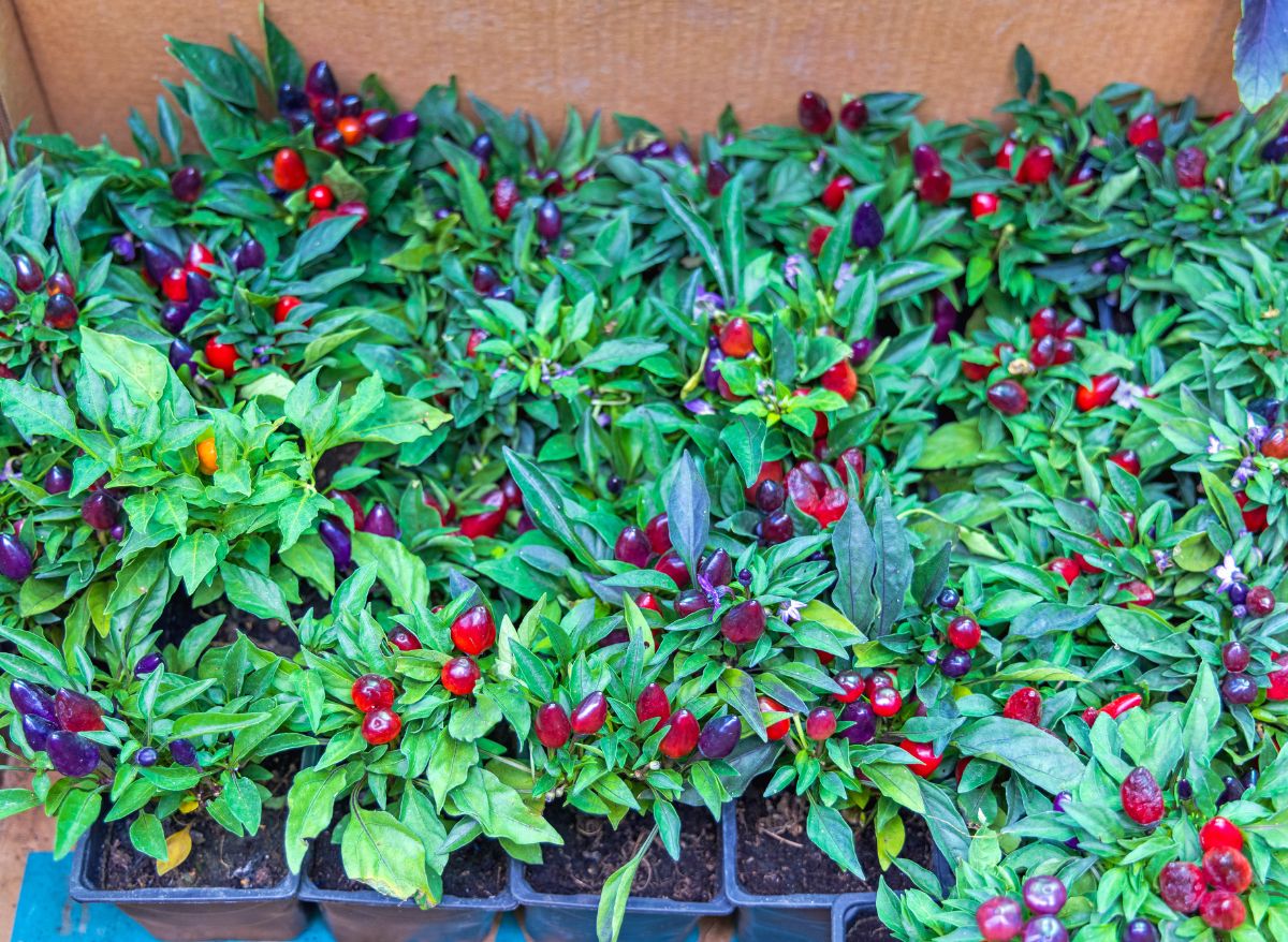 How Much Water Do Pepper Plants Need? (This Much!) Plants Heaven
