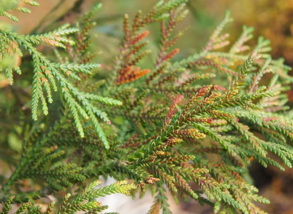 How to Effectively Treat Arborvitae Disease