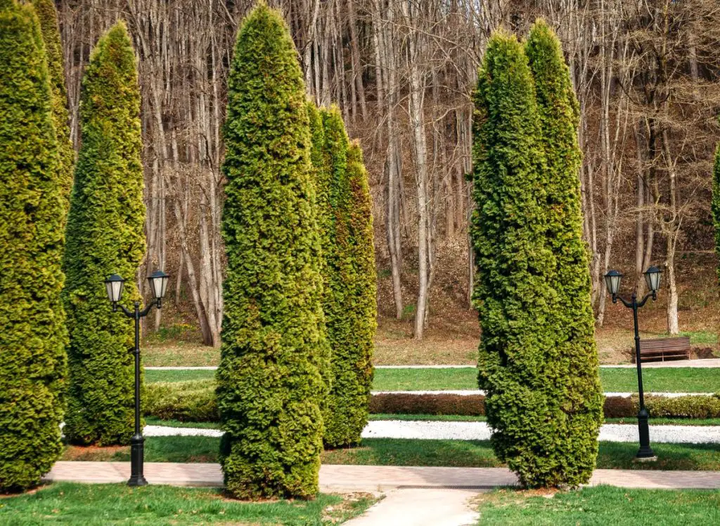 How to Effectively Treat Arborvitae Disease