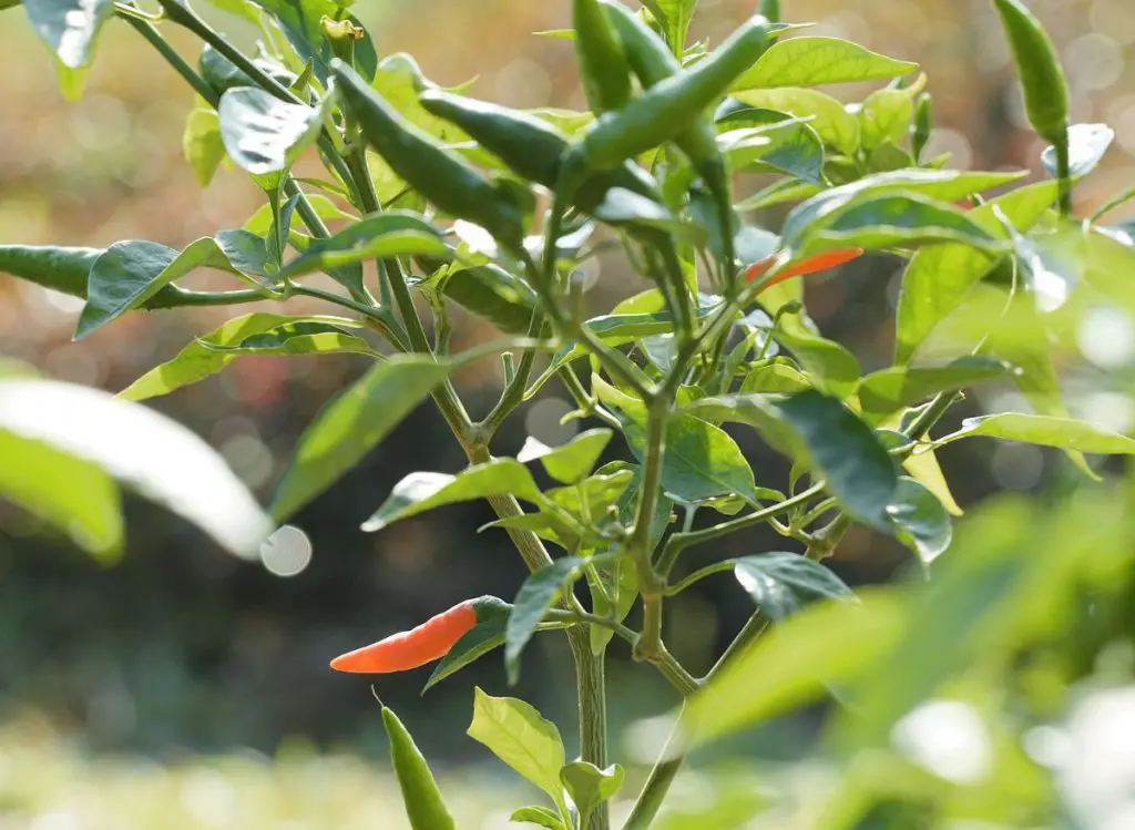 Jalapeño Peppers and Full Sun