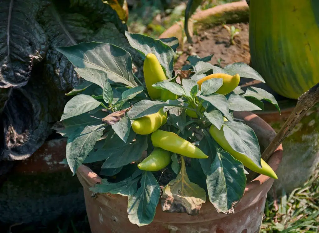 Jalapeño Peppers and Full Sun