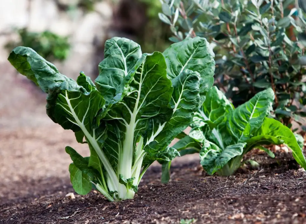 Best Vegetables You Can Grow in the Shade in Texas