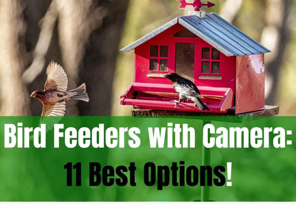 Bird Feeders With Camera 11 Best Options Plants Heaven