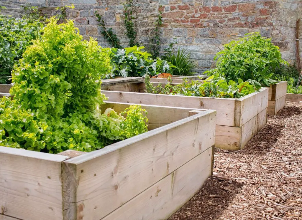 What Is The Typical Depth of a Raised Garden Bed
