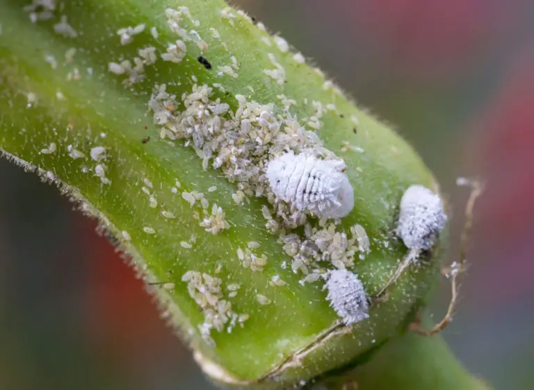 How To Keep Bugs Off Your Okra Plants (9 Best Options) Plants Heaven