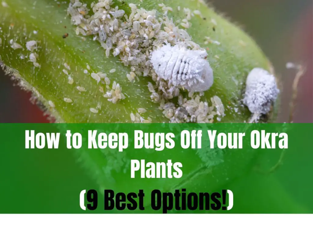 How To Keep Bugs Off Your Okra Plants (9 Best Options) Plants Heaven