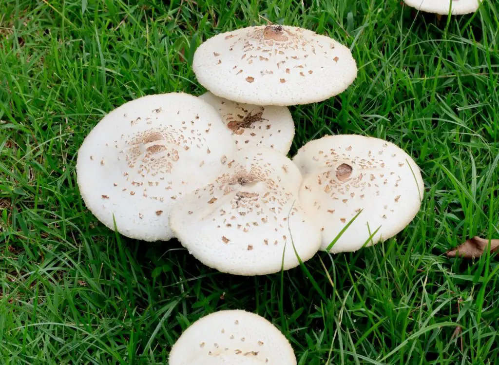 How To Get Rid of Lawn Mushrooms Naturally And Faster