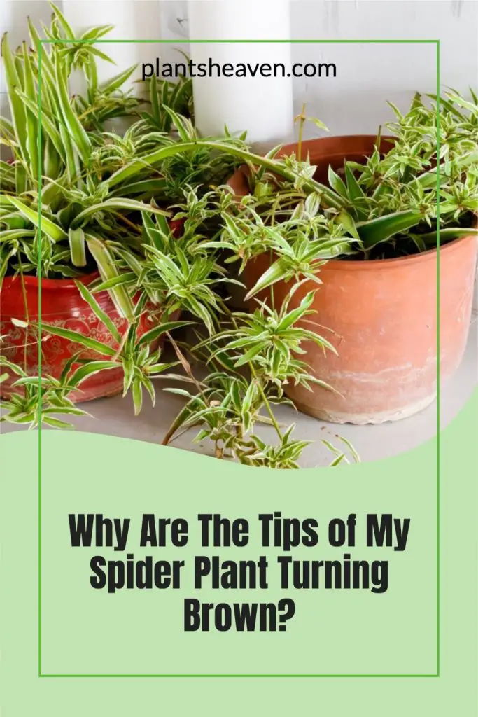 What Causes The Tips Of Spider Plants To Turn Brown